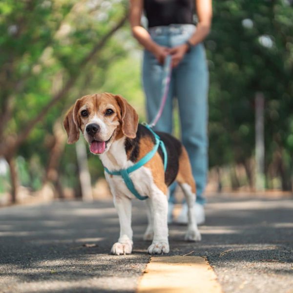 A beagle on a blue harness stands on a paved path in Glenwood Manufactured Home Community, while a person holds its leash amid a tree-lined outdoor setting.